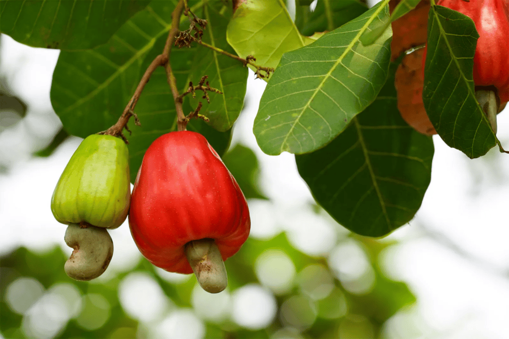 exotic fruit